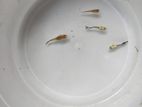 Neon Blue Guppy Semi Adult