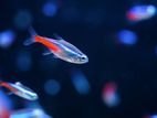 Neon tetra high quality fish