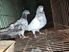Nepali Nor,pakistani Croos Baby