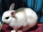 Netherland Dwarf rabbit