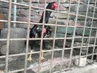 নেউ এডাল্ট হাসলি মুরগি