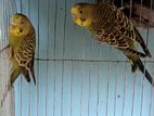 New Adult Budgerigar