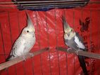 New Adult Cockatiel Pair Bikri Krbo
