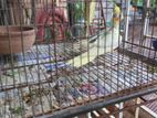 New Adult Cokatel Bird And Baby