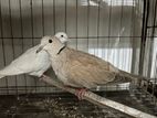 Dove Pair