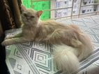 New Adult female cat