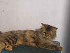 New adult female.