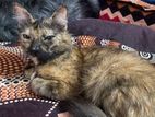 New Adult female Persian mix breed