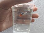 New Adult Guppy Fish Sell