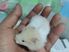 new adult hamster হ্যামস্টার