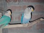 New adult love bird for sale
