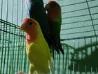 Adult Love bird