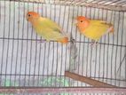 New Adult Lutino Opaline Love Bird