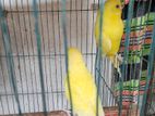 new adult lutino pair sell