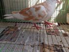 New Adult Male Australian Dove