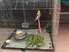 new adult male chocktail bird with cage
