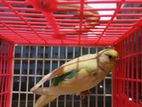 New Adult Male