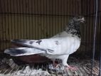 Pigeon for sell