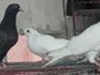 New Adult Pigeons for sale