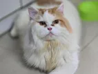 New Adult Pure Persian Male Cat