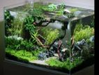 New aquarium for fish