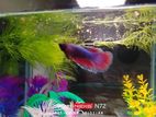New Aquarium