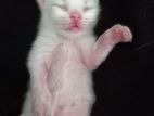 new born semi punch persian female kitten