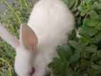 New Zealand white rabbit baby for sale