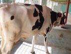 নিঃসন্ধেহে ভালো জাতের গাভী ।(৩১৬নং)