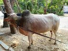 cow for sell