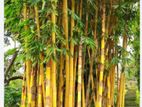 নির্মাণ কাজের জন্য পাকা বাঁশ
