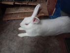 নিউজিল্যান্ড হোয়াইট সাদা খরগোশ
