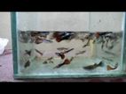 নিয়ন গাপ্পি Guppy Fish