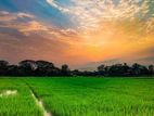 Land For Sell