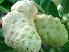 ননি ফল (ঔষুধি ফল)