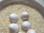 Northern bobwhite bij Eggs