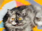 Norwegian Persian Cat