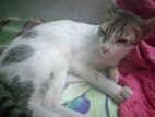 Cat Adoption
