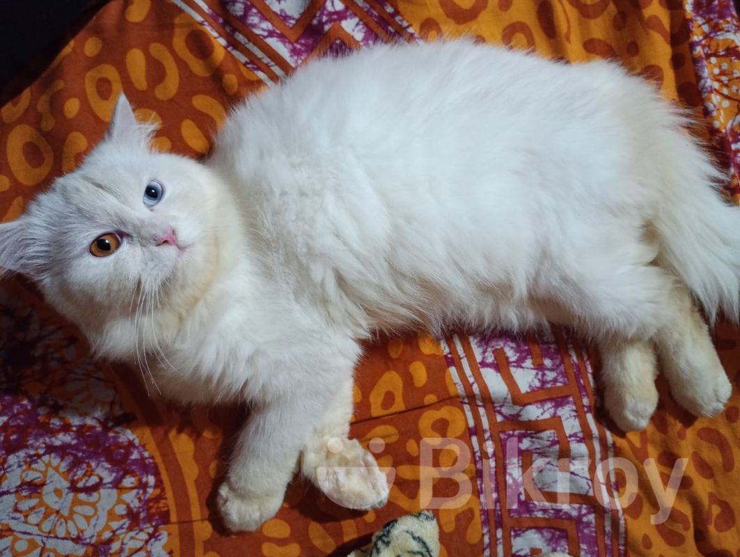 Face Persian Persian Cat Online Price In India Male Persian Cat