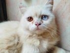 Odd eye Adult male Persian sell