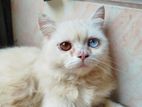 Odd eye cat for sell