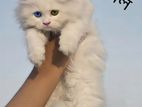 odd eye female and fawn , pure persian exopersian