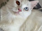 Odd eye female persian cat