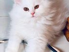 Odd eye Persian cat