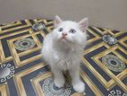 Odd Eye Persian Cat