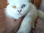 Odd Eye Persian Female