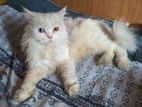 Odd Eye Pure Persian Female Adult