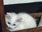 Odd Eye Triple Cod Pure Persian Male