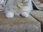 Odd Eye's Femal Persian (12 Age)