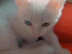 Odd eyes Female Cat
